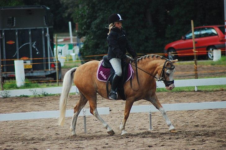 Welsh Mountain (sec A) Femke *savnet* - riderlejer stævnen  billede 7