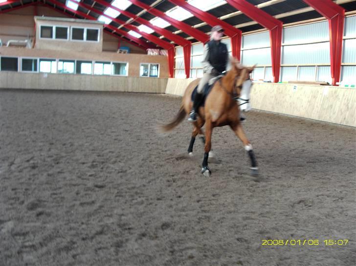 Anglo Araber (AA) Lille Daugårds Hekla <33 - Hekla med gamle ejer i en travers :) billede 13