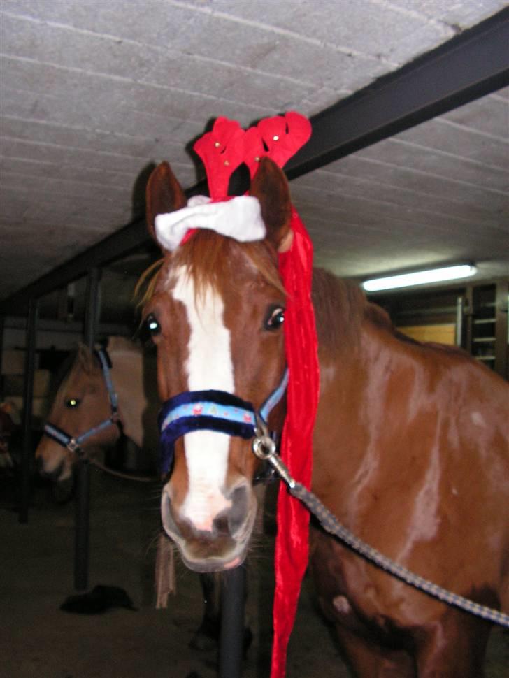 Dansk Varmblod stærebogårds ayla *SOLGT* billede 10