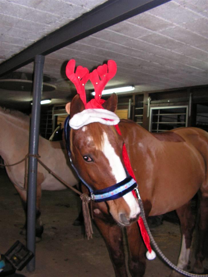 Dansk Varmblod stærebogårds ayla *SOLGT* billede 11