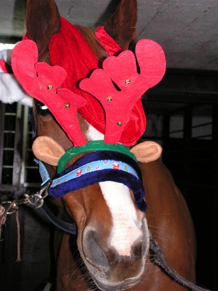 Dansk Varmblod stærebogårds ayla *SOLGT* billede 12