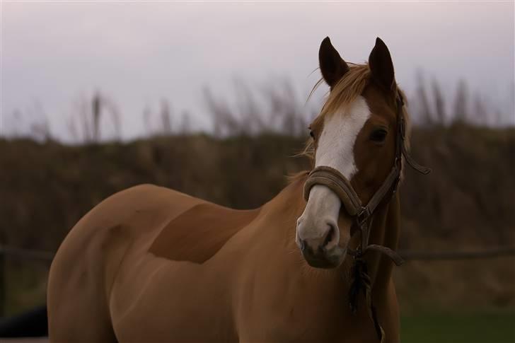 Anglo Araber (AA) Lille Daugårds Hekla <33 billede 16