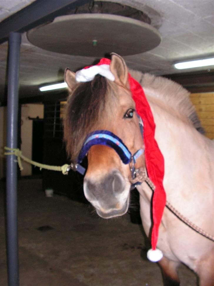 Fjordhest laybourns pink cleo - drille nissen billede 8