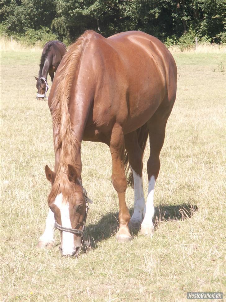 Dansk Varmblod Aria Sky - Sommer-fold Billede ? Oo  Fotograf : Rie/Gimpen  billede 13