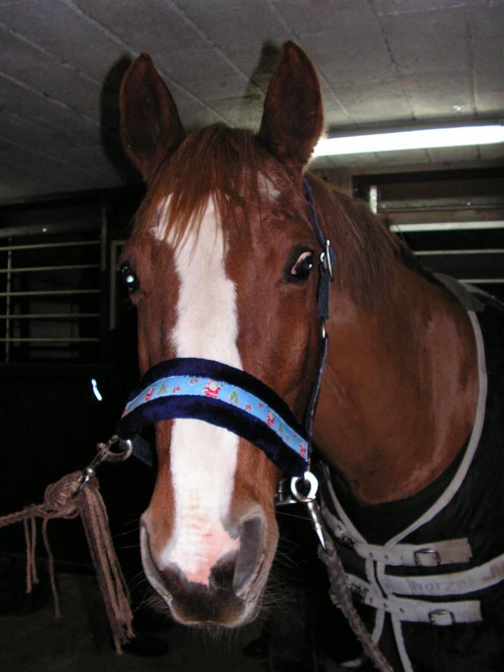 Dansk Varmblod stærebogårds ayla *SOLGT* billede 13