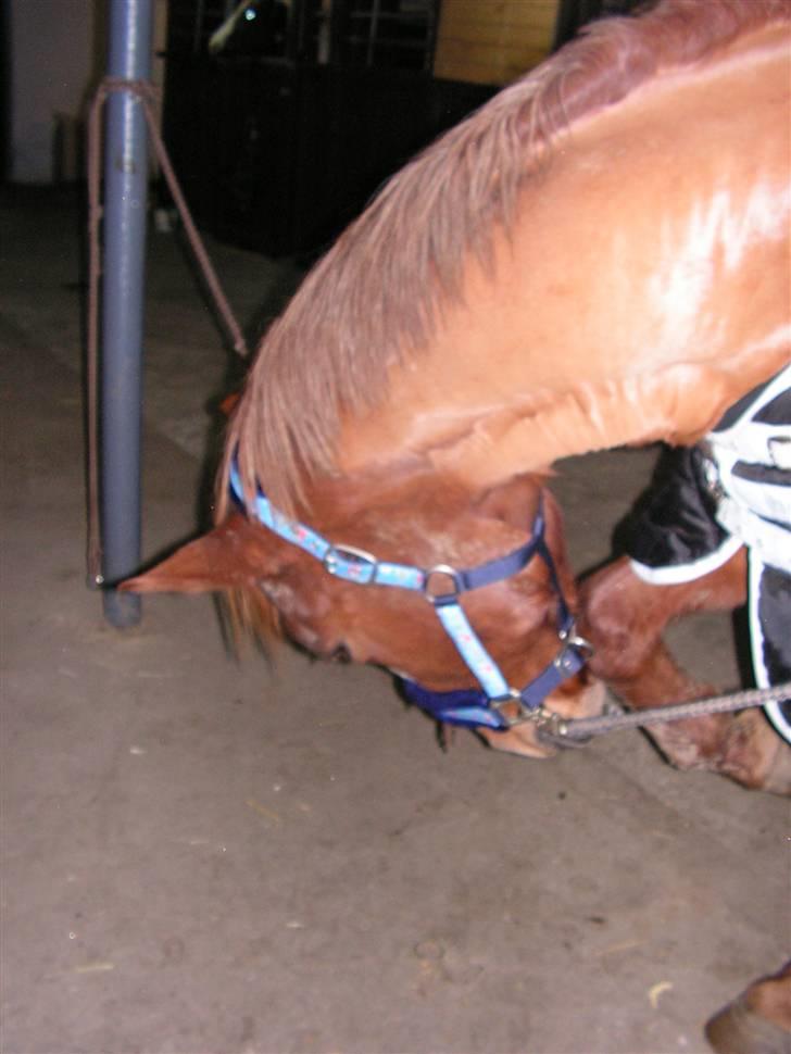 Dansk Varmblod stærebogårds ayla *SOLGT* billede 14