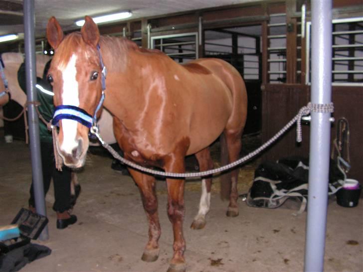 Dansk Varmblod stærebogårds ayla *SOLGT* billede 15