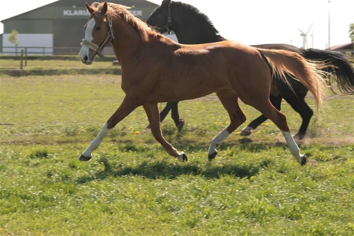 Anglo Araber (AA) Lille Daugårds Hekla <33 billede 18