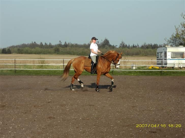 Anglo Araber (AA) Lille Daugårds Hekla <33 - Hård træning med gamle ejer :D billede 19