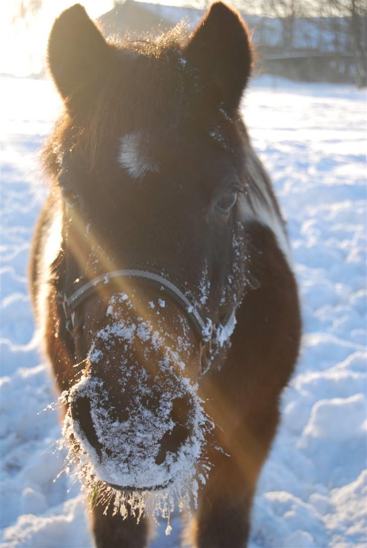 Pinto Next Milton - velkommen til Milton´s profil Her er han i sneen d. 23/12 taget af mig billede 1