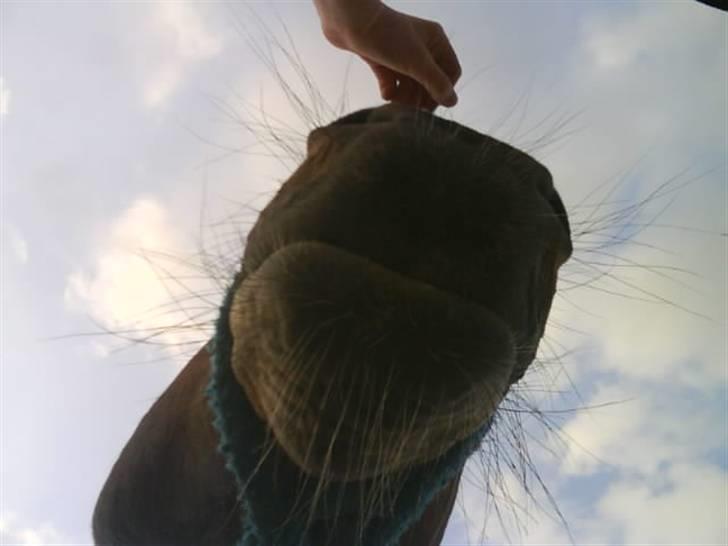 Pinto Next Milton - nedfra hvor fint billede 3