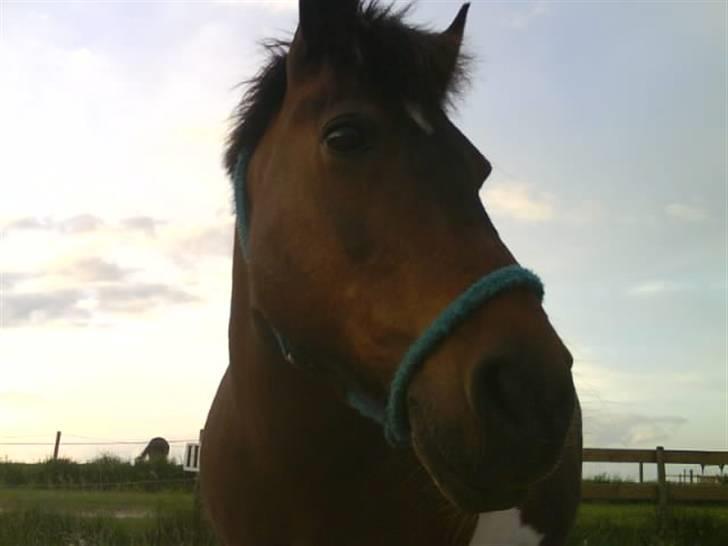 Pinto Next Milton - er der nogen der har mad billede 4