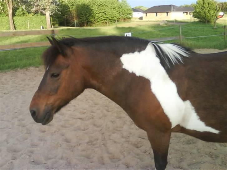 Pinto Next Milton - du smuuuk milton billede 8