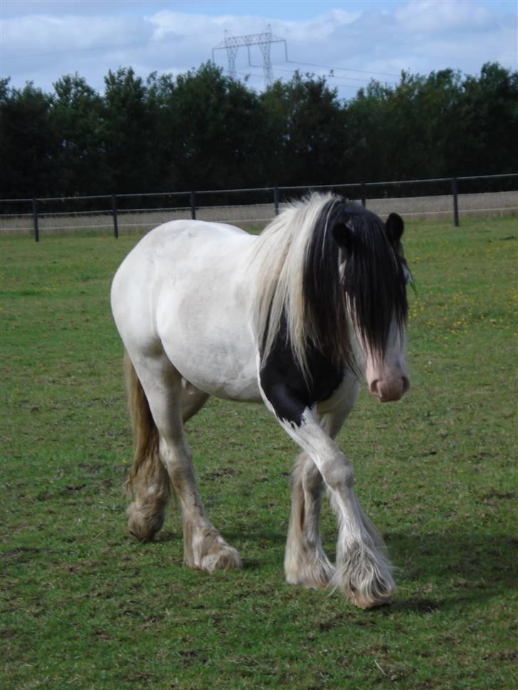 Irish Cob Mac Chass - se hvor jeg kan spadsere <3 billede 3