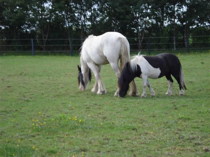 Irish Cob Mac Chass - Chass og Felix i Sommers ;D <3 billede 4