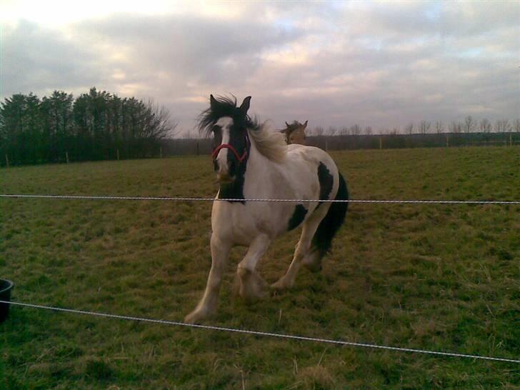 Irish Cob Gipsy billede 6