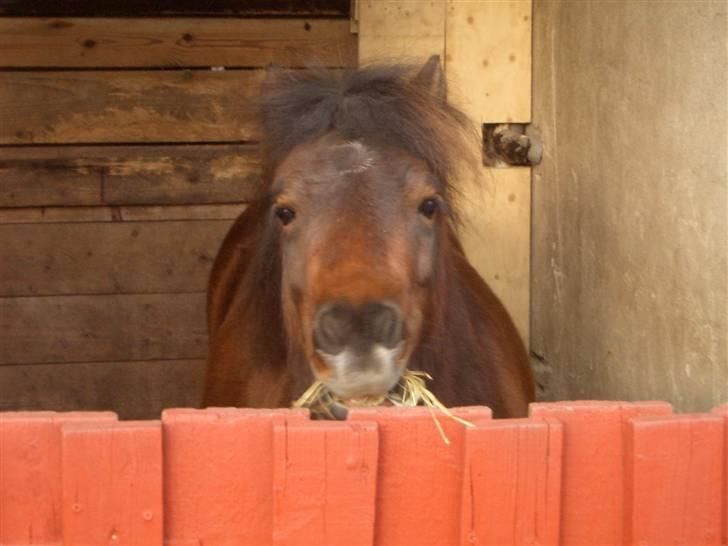 Shetlænder Nuller - Nuller 2005 billede 14