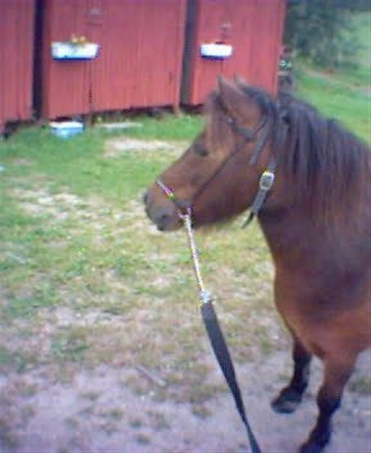 Shetlænder Nuller - Nuller 2005 billede 20