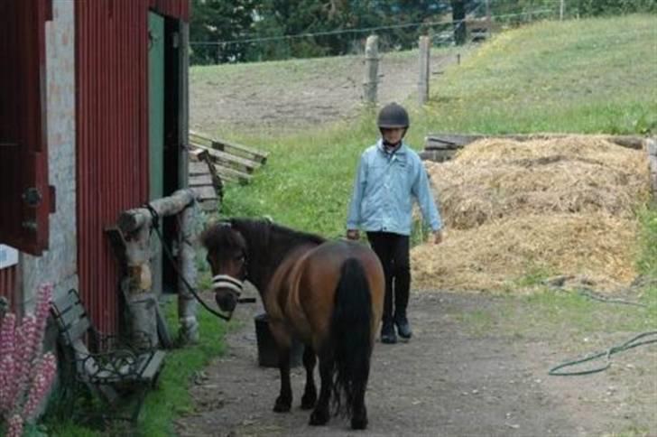 Shetlænder Nuller - Nuller med sin gamle part, Anne. billede 19