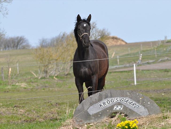 Oldenborg Samira af Smedegaard. - Samira <3 billede 4