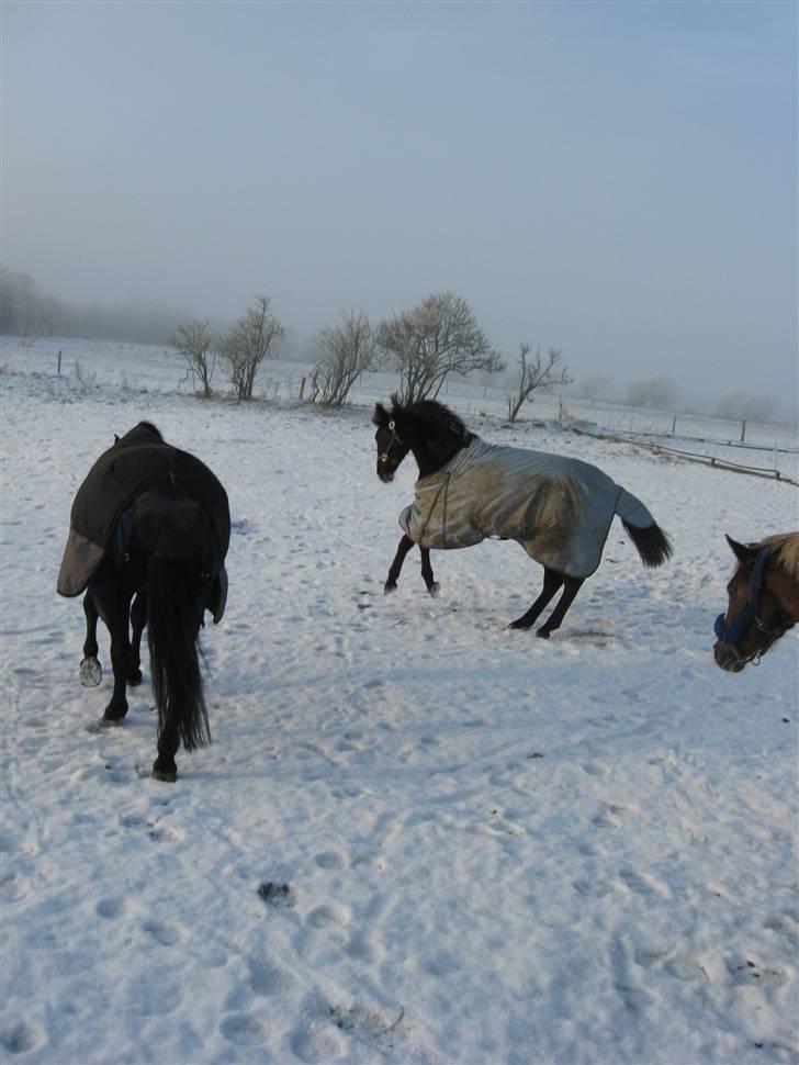 Oldenborg Samira af Smedegaard. - Samira <3 billede 10