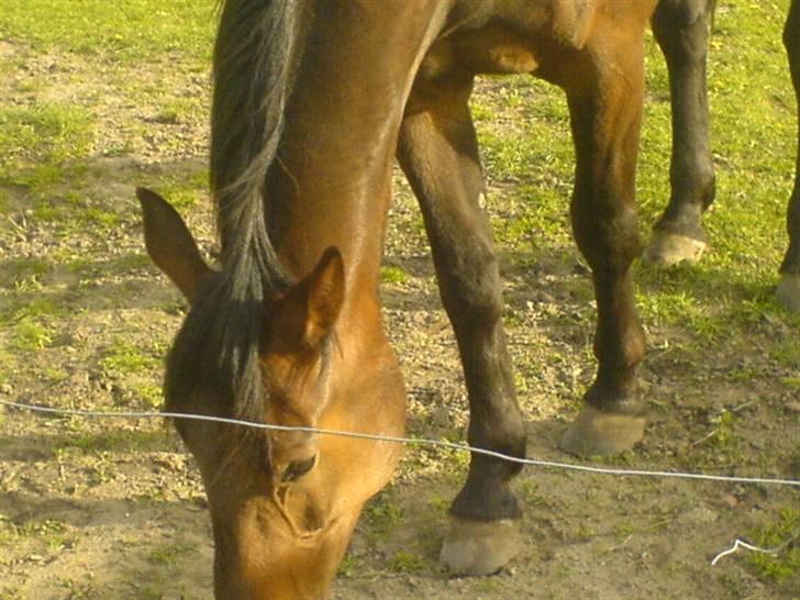 Anden særlig race Joey - Forår - Ved at have smidt vinterpelsen. billede 5