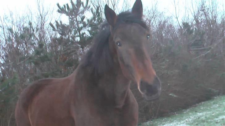 Anden særlig race Joey - Efterår - Ved at have sat årets vinterpels. billede 11