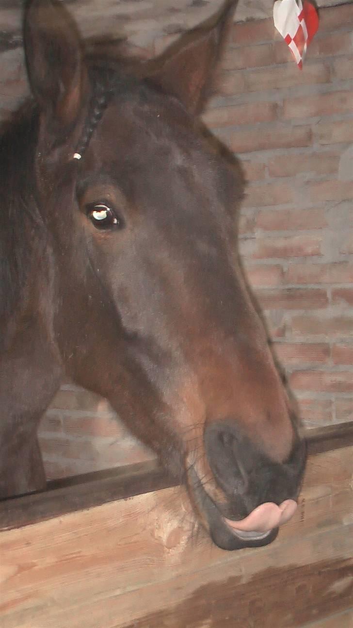 Anden særlig race Joey - Efter morgenmaden blev serveret.  billede 17