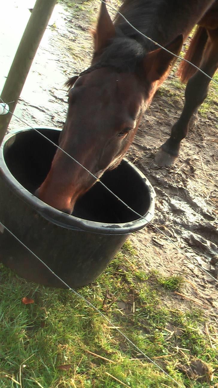 Anden særlig race Joey - Vand skal der til.  billede 8