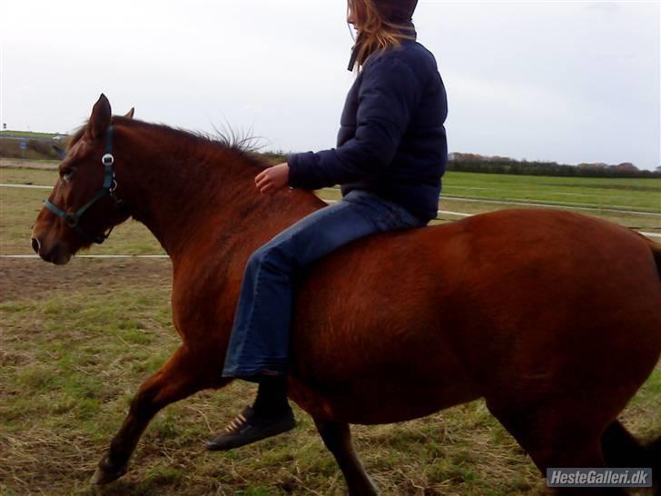 Anden særlig race Djanna - Og så traver vi af :) billede 13