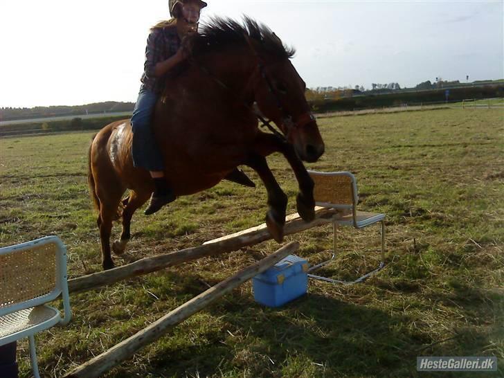 Anden særlig race Djanna - Og springer igen :) Du er så dygtig mus <3 billede 14