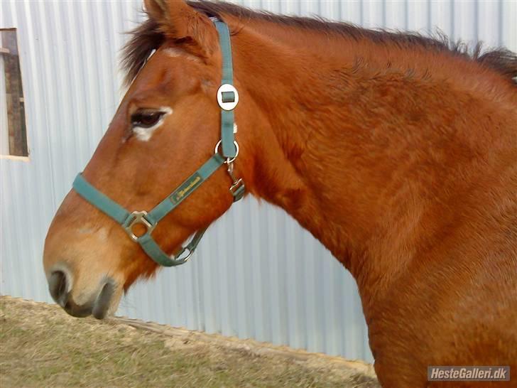 Anden særlig race Djanna - pyha! endeligt færdig <3 billede 15