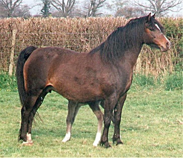 Welsh Pony (sec B) Lanarth Welsh Poppy - Poppy som hun ser ud med føl ved siden billede 1