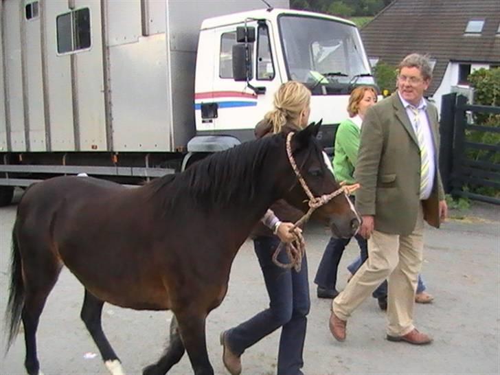 Welsh Pony (sec B) Lanarth Welsh Poppy - Her trækker min mor Poppy væk fra Auktionspladsen sammen med Chris Gibbons billede 4