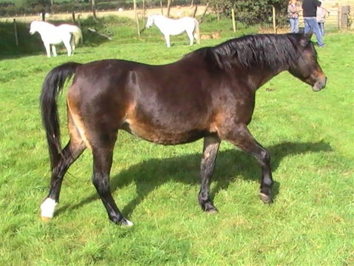 Welsh Pony (sec B) Lanarth Welsh Poppy - Her nyder hun at være på fold igen - masser af græs og frisk luft. billede 6