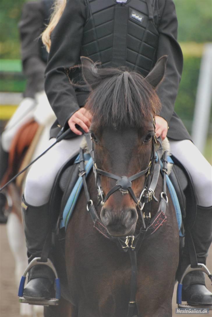 Anden særlig race westergaard`s mike B-pony - velkommen til westergaard`s Mike`s profil<333  Mike og jeg skridter til regions stævenet i NTR<33 :* Mike var super dygtig! (LLL´ billede 1