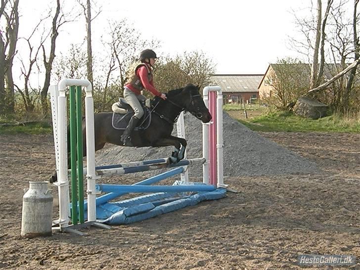 Anden særlig race westergaard`s mike B-pony - mig og mike til spring træning<333 billede 2