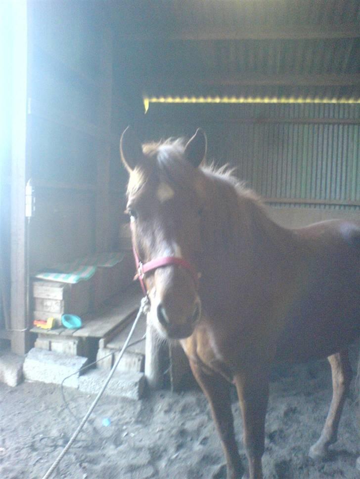 Oldenborg Malik - her er hun hypper  billede 13