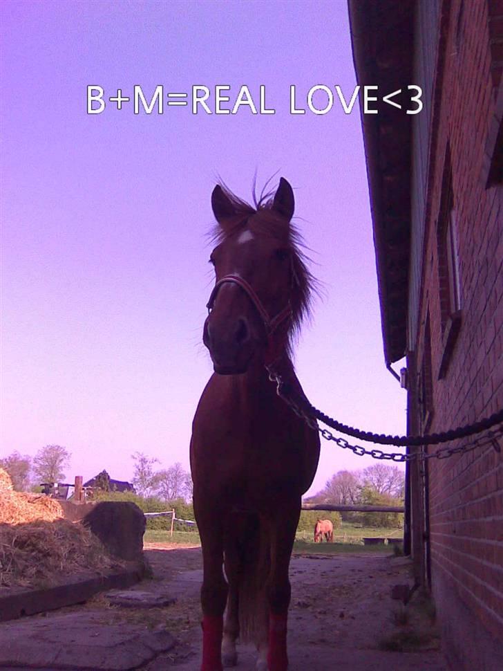 Oldenborg Malik billede 15