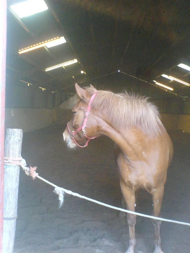 Oldenborg Malik - ikke så godt  billede 16