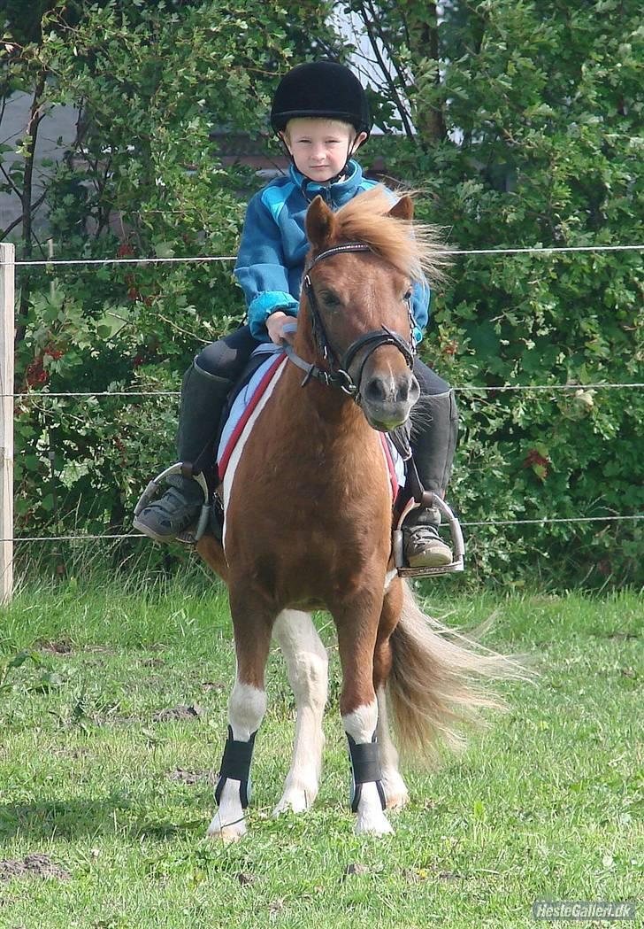 Shetlænder Hugo Boss (red)  SOLGT - Christoffer rider ham. billede 3