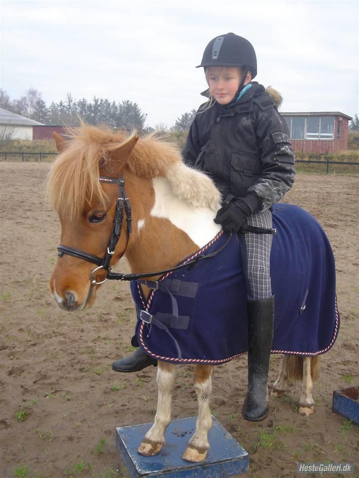 Shetlænder Hugo Boss (red)  SOLGT billede 8