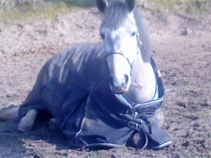 Anden særlig race Easy Light (solgt) billede 7