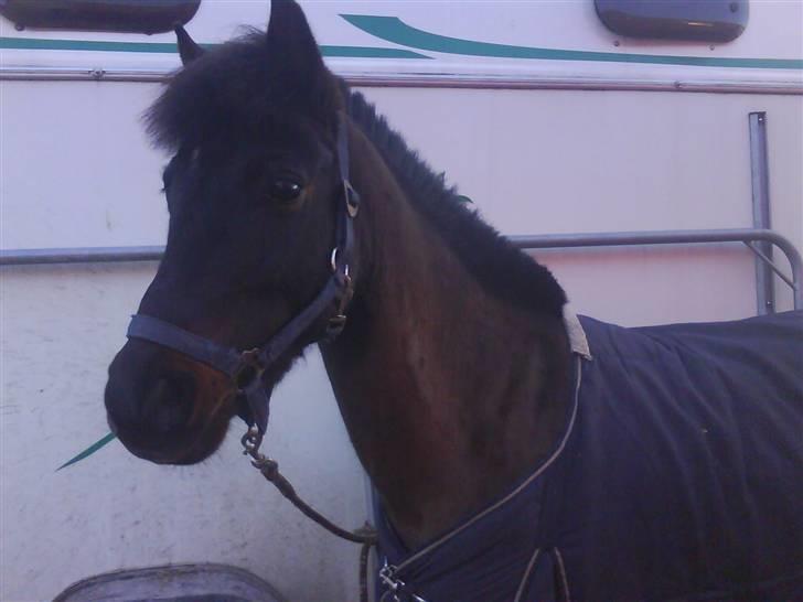 Anden særlig race westergaard`s mike B-pony - mike ved traileren i STH =D <33333 billede 3