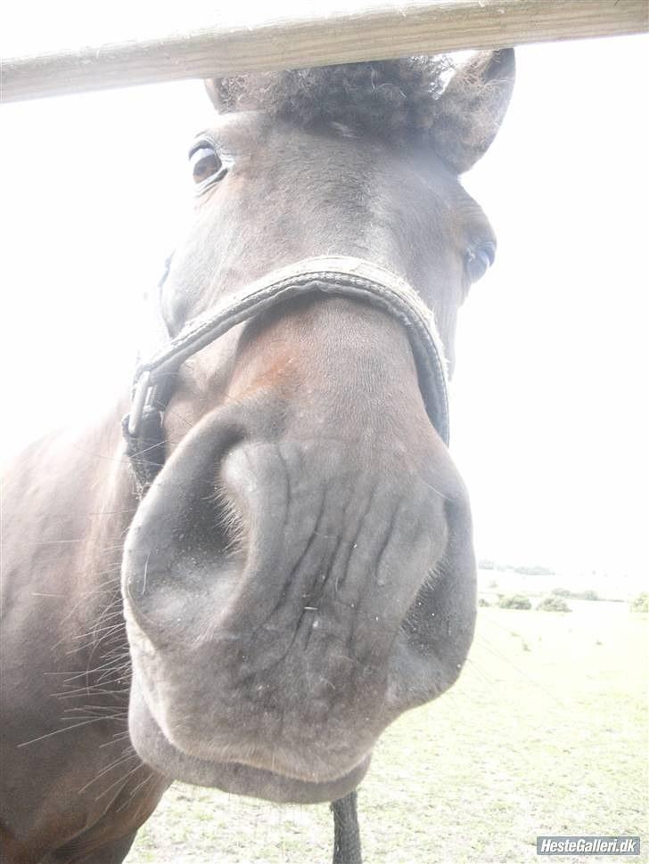 Anden særlig race westergaard`s mike B-pony - HOV, heej miker <3:* billede 5