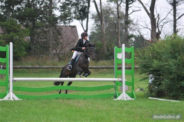 Anden særlig race westergaard`s mike B-pony - mike til regions stævene<3333 her ses vi i coppen:* vi blev nr. 3 :D fordi vi fik en ærevlig bom;) men det var 100% miin fejl<3 ellers havede vi vundet<3 mike you are the BEDST!!!<3 billede 6