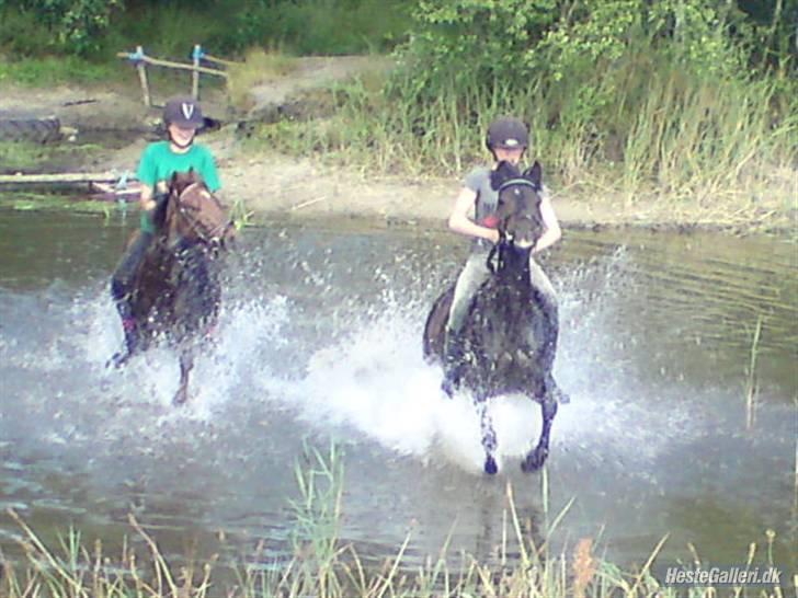 Anden særlig race westergaard`s mike B-pony - du er bare den sødeste<3333 elsker dig jo!<333 self. fører miker xD <3 <3 <3 billede 9