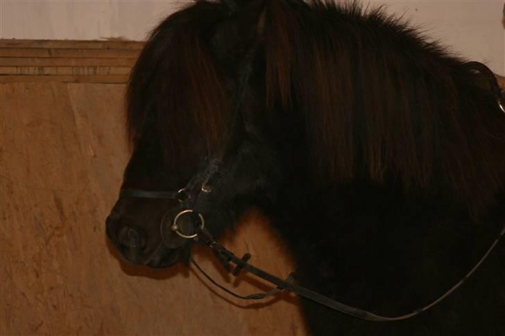 Islænder Kriki Fra Grøfte(Solgt) - look at that face! :D <3 billede 7