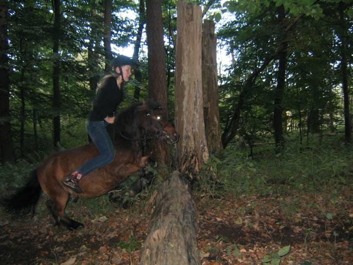 Shetlænder Nullermand<3 Mit Savn )': - springning foto: milla billede 18