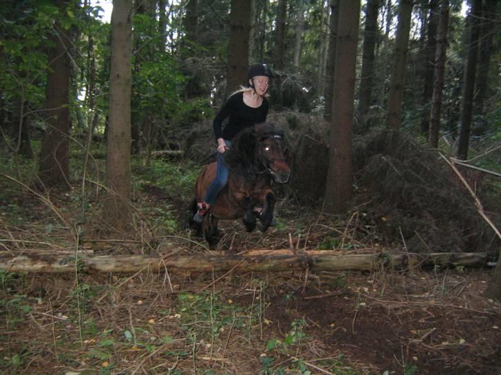 Shetlænder Nullermand<3 Mit Savn )': - spring i skov foto: milla billede 19